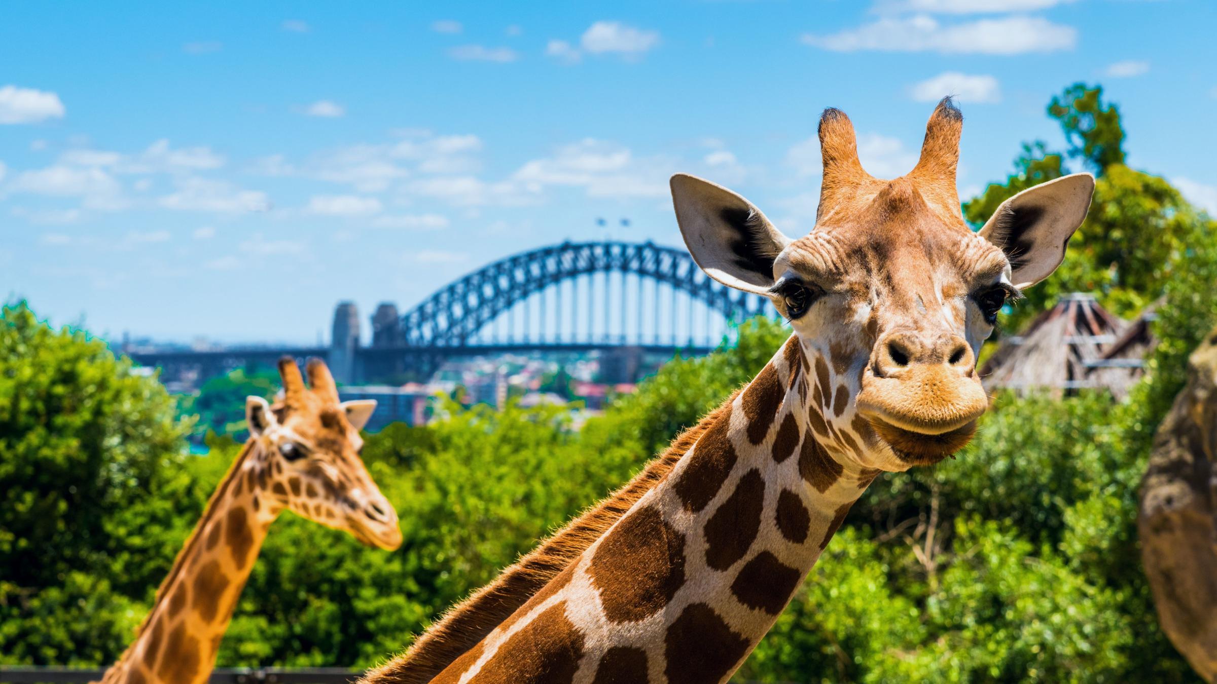 Sydney zoo. Зоопарк Таронга в Австралии. Таронга Сидней. Сидней зоопарк. Зоопарк в Сиднее Австралия.